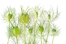 seeds5.webp