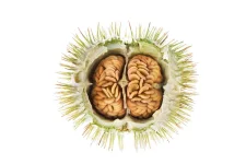 seeds4.webp