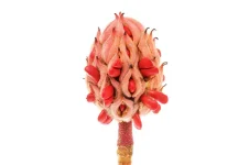seeds3.webp