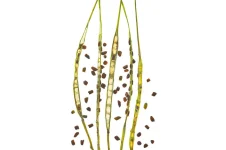 seeds2.webp