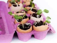 05-garden-carton-egg-uses-sl.webp