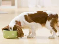 09-dog-food-egg-uses-sl.webp