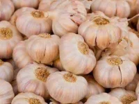 09-garlic-vampires-sl.webp 09-garlic-vampires-sl.webp