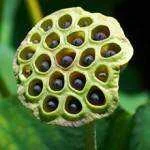 Fear-of-Holes-Phobia-Trypophobia-150x150.webp
