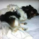 Fear-of-Dogs-Phobia-Cynophobia-150x150.webp