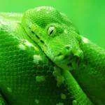 Fear-of-Snakes-Phobia-Ophidiophobia-150x150.webp