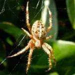 Fear-of-Spiders-Phobia-Arachnophobia-150x150.webp