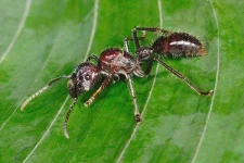 bullet-ant.webp bullet-ant.webp