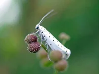 spindle-ermine.webp spindle-ermine.webp