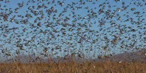 swarm-grasshoppers.webp swarm-grasshoppers.webp