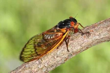 cicadas.webp cicadas.webp