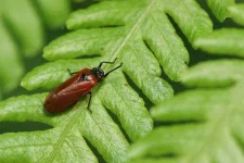 froghopper.webp froghopper.webp