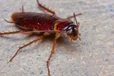 amazing-cockroach.webp amazing-cockroach.webp