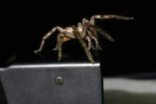 huntsmen-spider.webp huntsmen-spider.webp