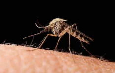 mosquito.webp mosquito.webp
