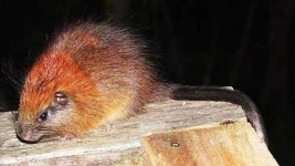 redcrestedtreerat.webp redcrestedtreerat.webp