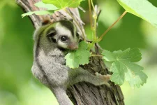 sugar-glider.webp sugar-glider.webp
