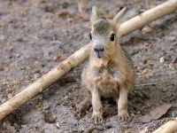 patagonian-mara.webp patagonian-mara.webp