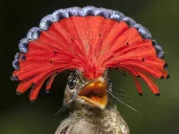 amazonian-royal-flycatcher.webp amazonian-royal-flycatcher.webp