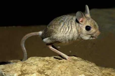 gobi-jerboa.webp gobi-jerboa.webp