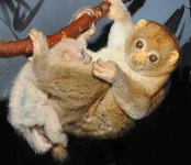 potto.webp potto.webp