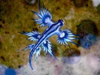 glaucus-atlanticus.webp glaucus-atlanticus.webp