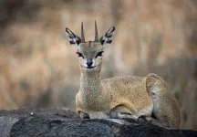 klipspringer.webp klipspringer.webp