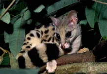 owstons-civet.webp owstons-civet.webp