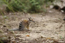numbat.webp numbat.webp