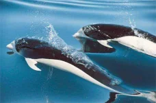 southern-right-whale-dolphin.webp southern-right-whale-dolphin.webp