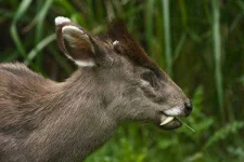 tufted-deer.webp tufted-deer.webp