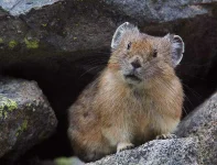 pika.webp pika.webp