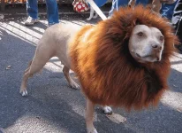 pet3.webp pet3.webp