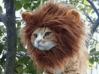 Lion-Cat-Hat.webp Lion-Cat-Hat.webp