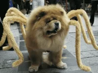 iest-pet-halloween-costumes--large-msg-13470609959.webp iest-pet-halloween-costumes--large-msg-13470609959.webp