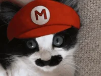 halloween-costumes-for-pets-3.webp halloween-costumes-for-pets-3.webp