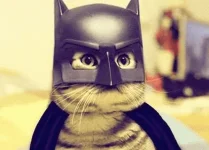 halloween-pet-costumes-1.1.webp halloween-pet-costumes-1.1.webp