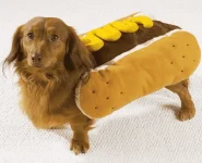 hotdog-halloween-dog-costumes.webp hotdog-halloween-dog-costumes.webp