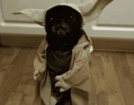cats-dogs-halloween-costumes-10262011-36-475x640.webp cats-dogs-halloween-costumes-10262011-36-475x640.webp