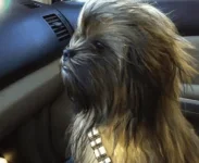 Funniest-Halloween-Dog-9.webp Funniest-Halloween-Dog-9.webp