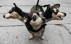 pet-halloween-costume-271__605.webp pet-halloween-costume-271__605.webp