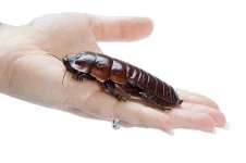insect-pets-body-5_0.webp