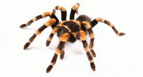 insect-pets-body-7.gif