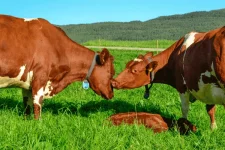 cow-love.webp cow-love.webp