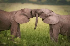 elephants-in-love.webp elephants-in-love.webp