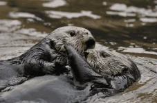 otter-love.webp otter-love.webp