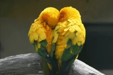 lovebirds.webp lovebirds.webp