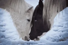 horsing-around.webp horsing-around.webp