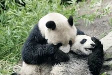 panda-bear.webp panda-bear.webp