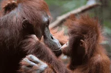 monkey-love.webp monkey-love.webp